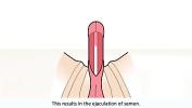 Video sex 2020 The male orgasm explained fastest