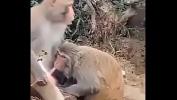 Video porn Monkey Masturbating online fastest