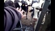 Video sex hot COWS in field and on bridge SEE DETAILS on 16 Jun 2021 short version of free